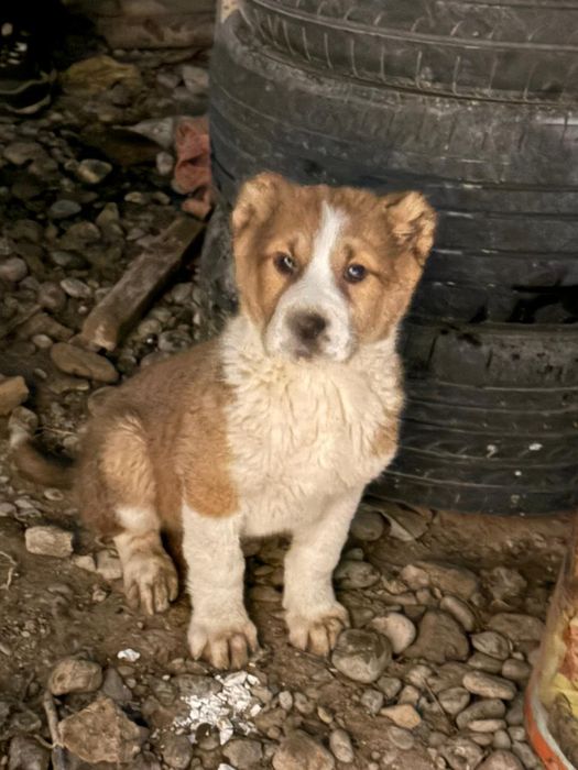 2 айлық алабай күшік сатылады