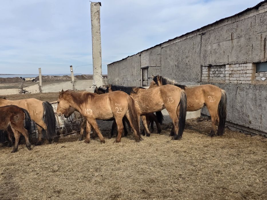 Мұғалжар тұқымы Құнандар сатамын