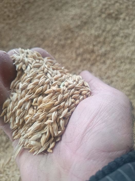 Orz de vanzare din anul 2025