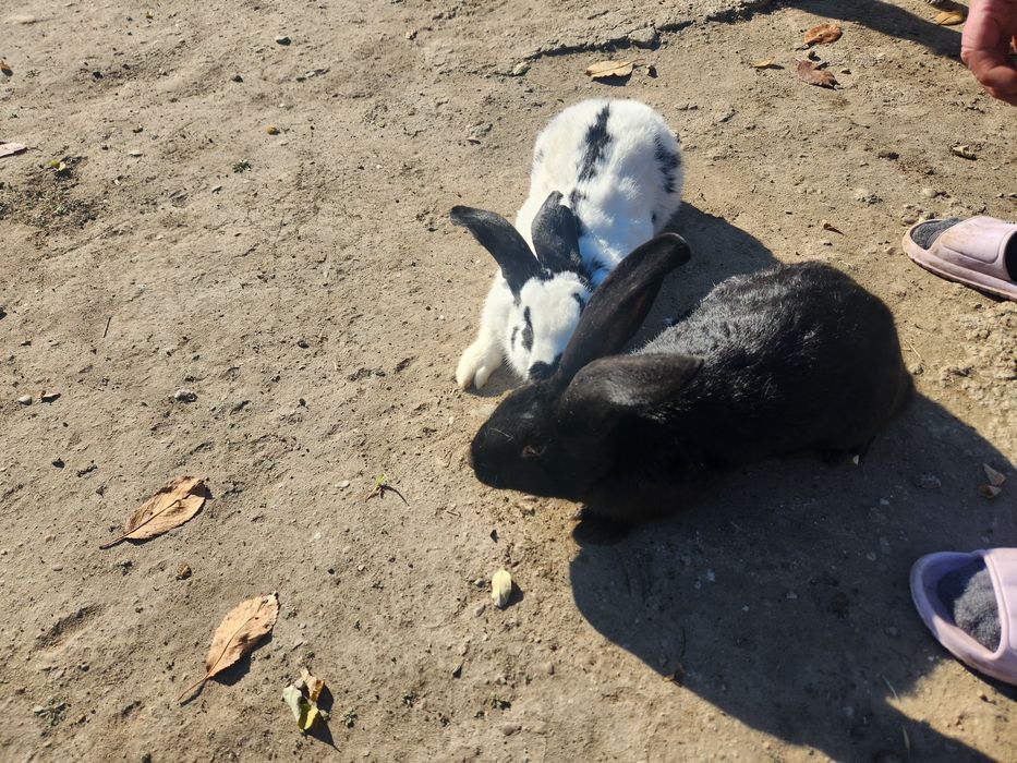 Iepurasi fluture german/2 luni 90buc. Am și la 5 luni iepuri 140 lei