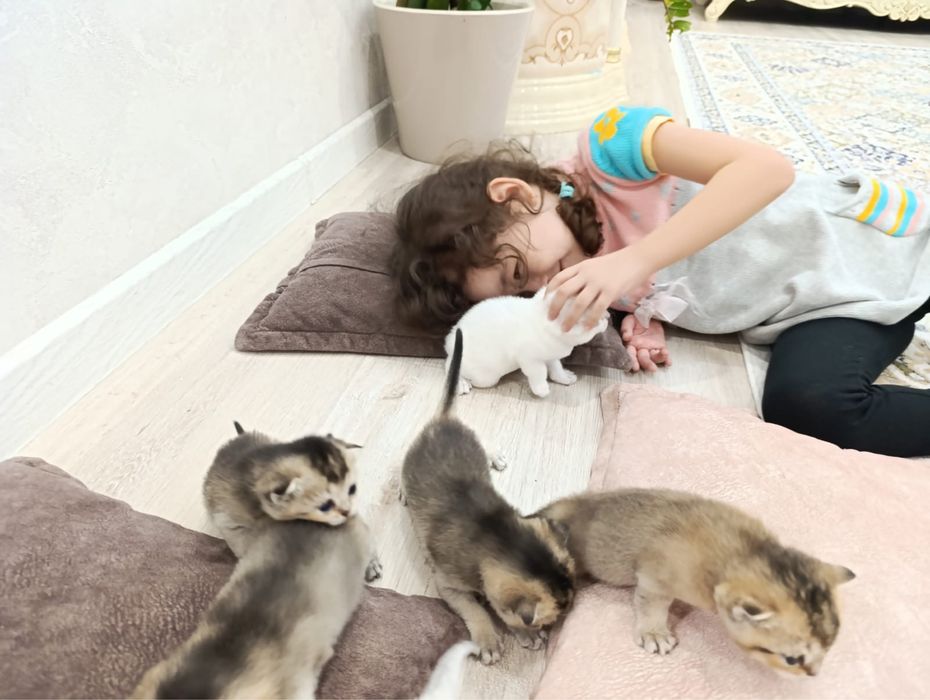 Котята Шотландская Шиншилла