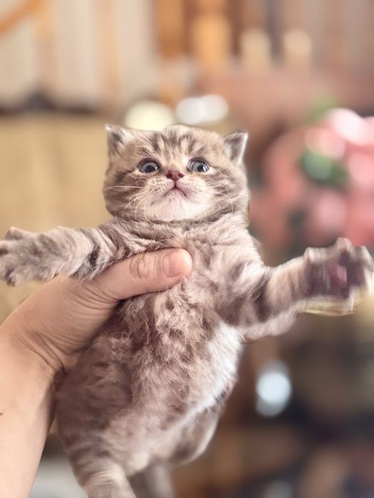 Срочно продам котят с породой