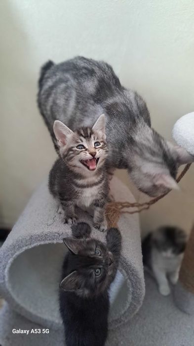 Курильский бобтейл! Котяиа-рысята!