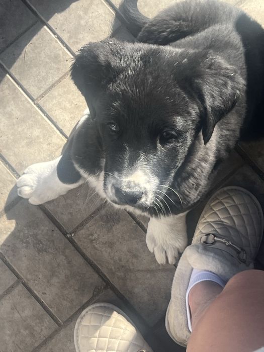 Щенки Тобеты чистые