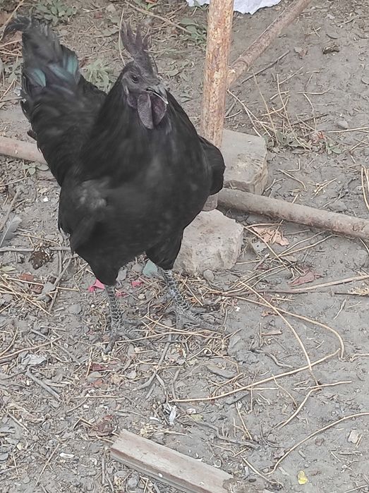 Tuxum Uxael uruglangan