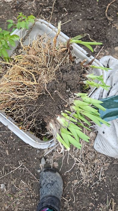 Многолетние цветы- лилейник