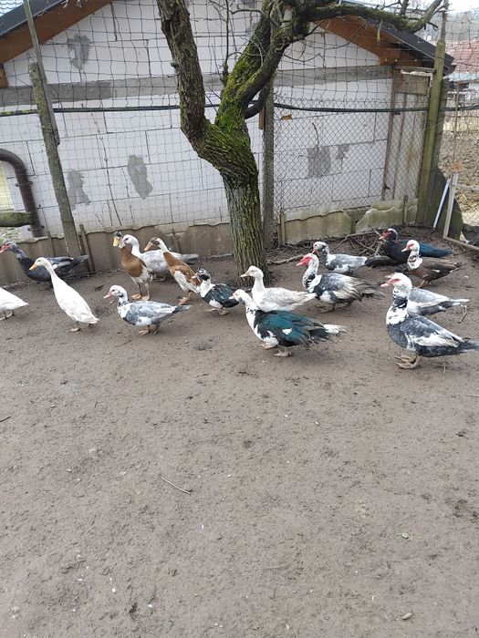 Vind rate mute.tineret..