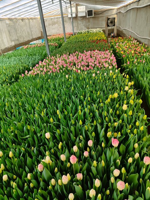 Предзаказ на тюльпаны к 8 марта