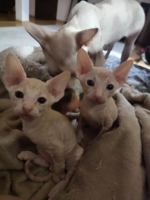 Сфинкс Питерболд