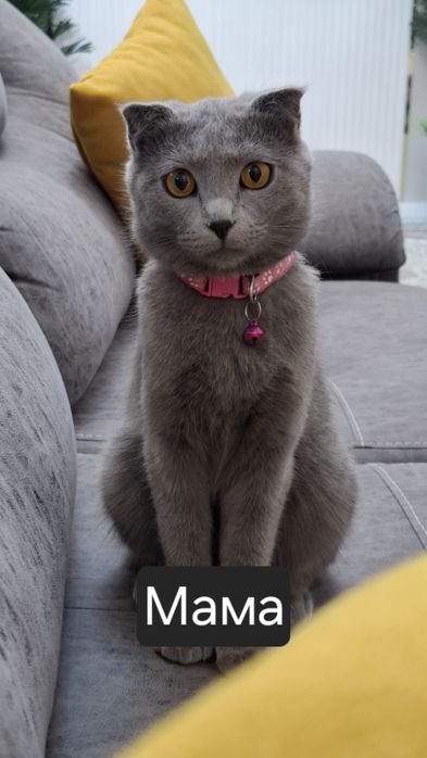 Котята. Скотиш Фолд, Страйт