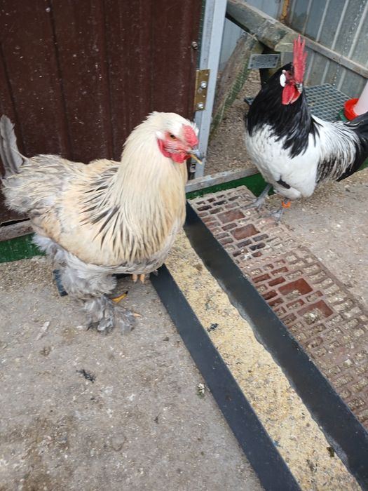 De vînzare cocoș rasa Lakenfelder