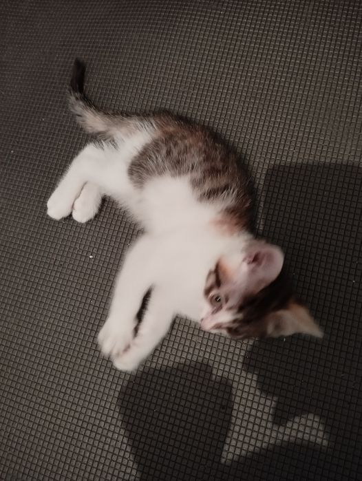 КОТЯТА в добрые руки отдам