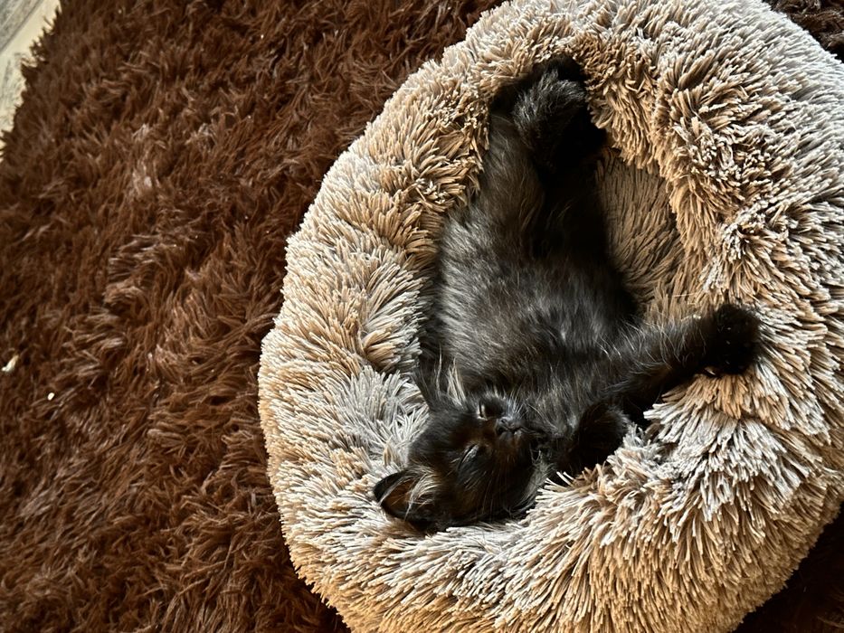 котенок бесплатно
