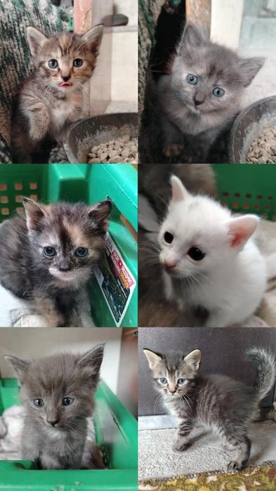 Отдам кошек с котятами в добрые руки