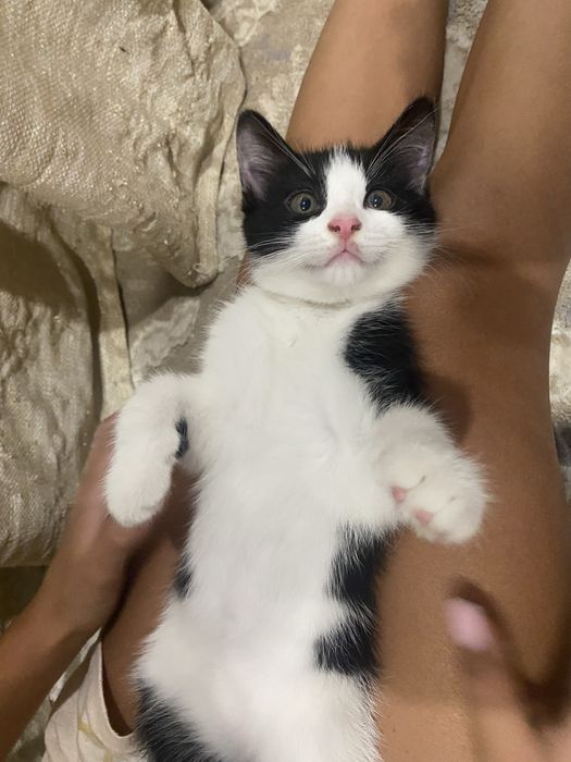 Котята бесплатно район Алматы 1