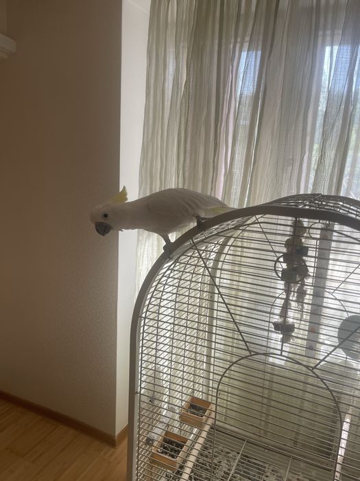 Попугай Какаду желтохохлый