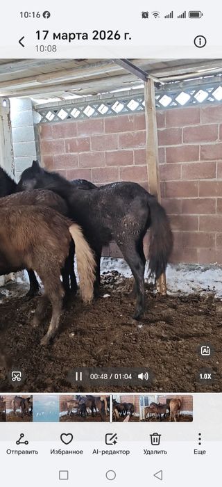 Жабағы, тай еркек ұрғашы