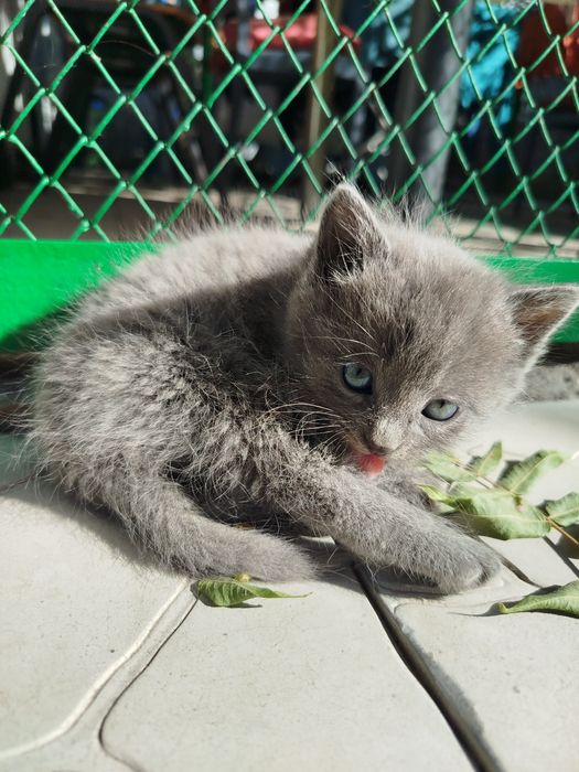 Отдам котёнка, мальчик