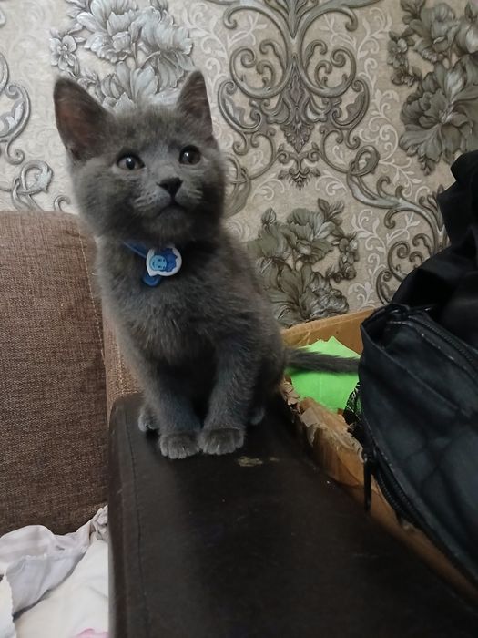 Продаётся котята шотландцы девочки и мальчики