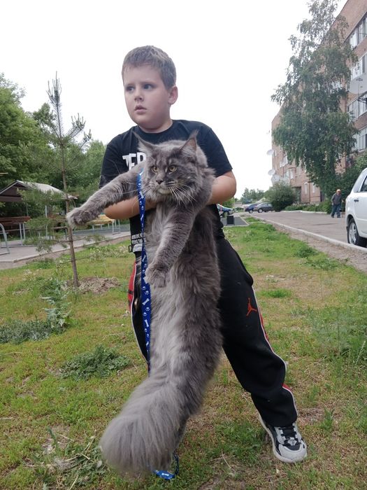 Котята Мейн-куна