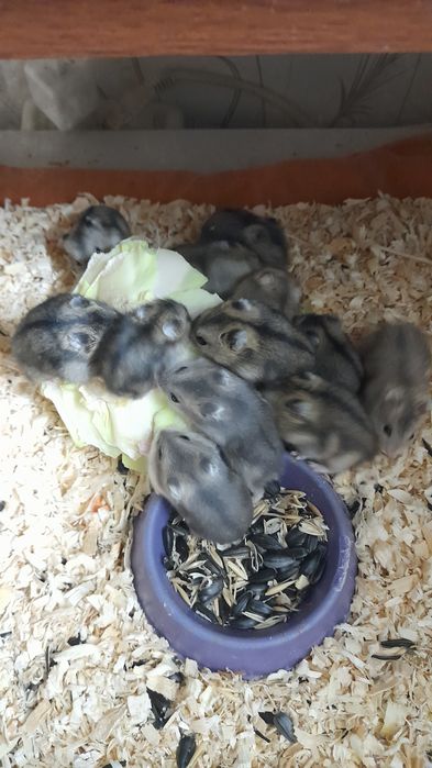 Хомячки джунгарские