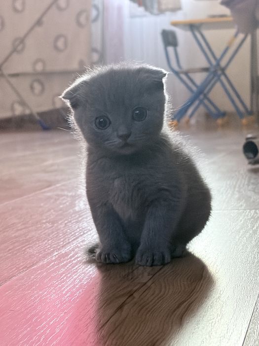 Британцы котик вислоухие