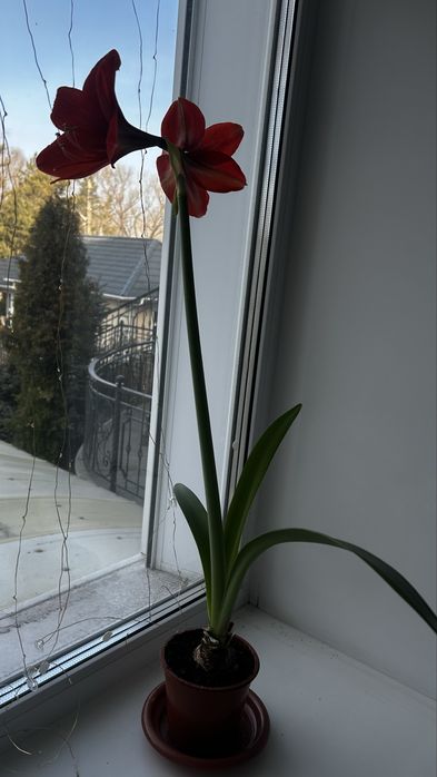 Продам комнатное растение