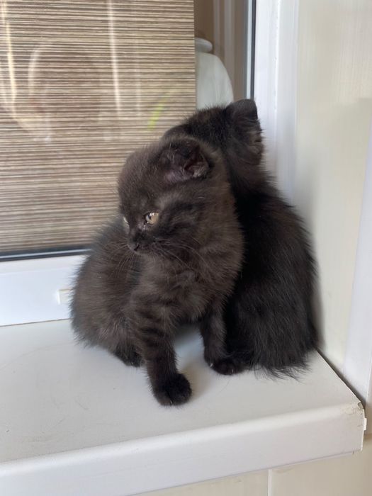 Котятки ищут дом