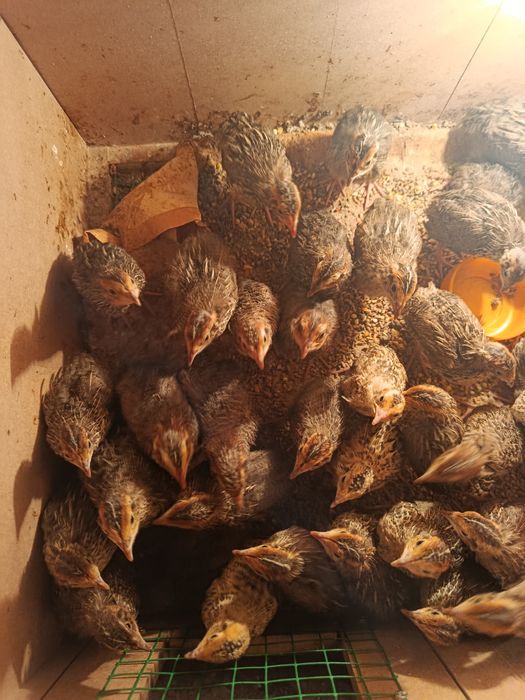 Продам циплят и перепелят