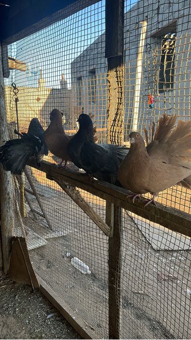 Көгершін/Голуби.