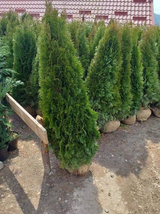 Tuia smaragd,  columnaris, brabant, leylandii