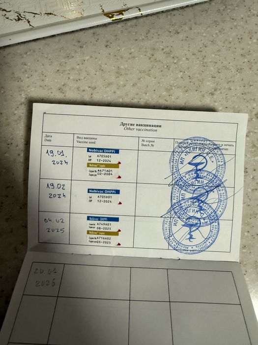 Ротвейлер радословный