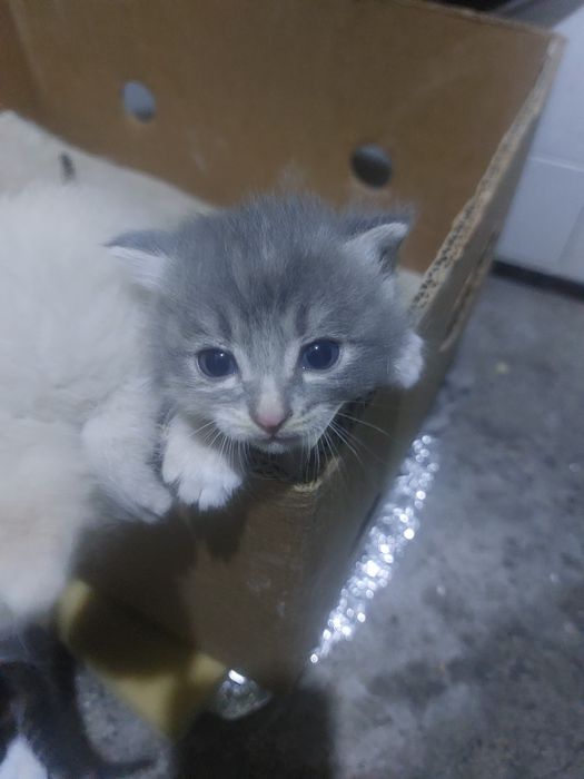 Котята , мышеловы, змееловы