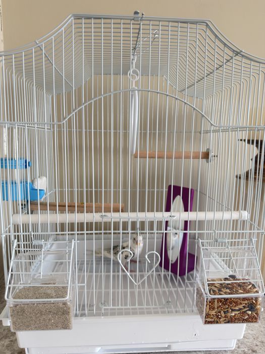 Продам попугая волнистого