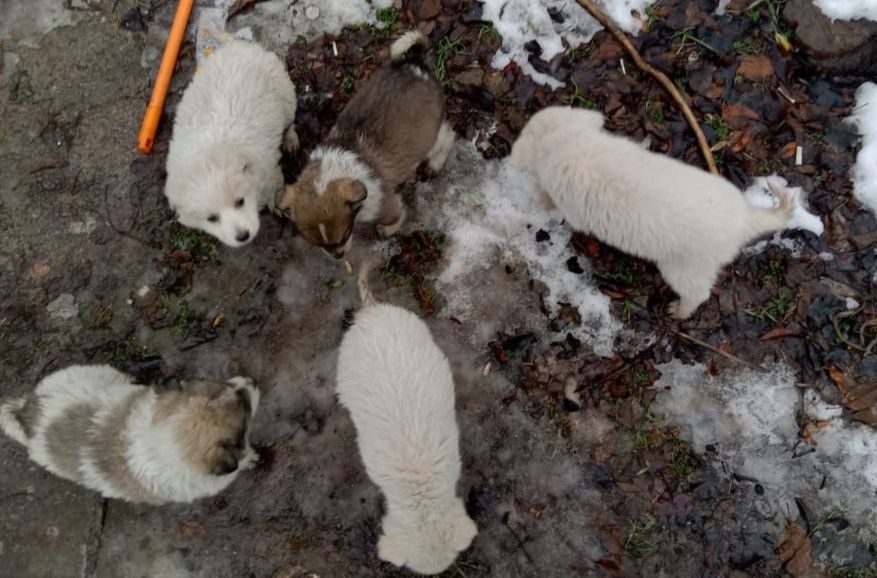 Отдам щенков в хорошие руки