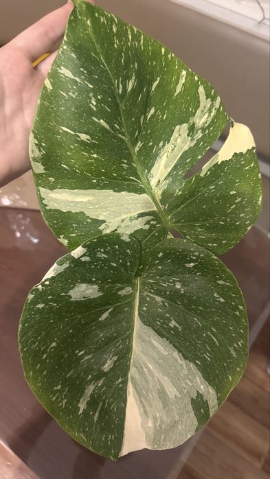 Монстера Тайское созвездие