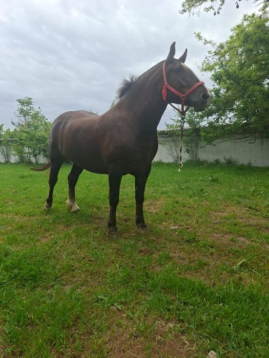 Продам супер кобылу хорошая