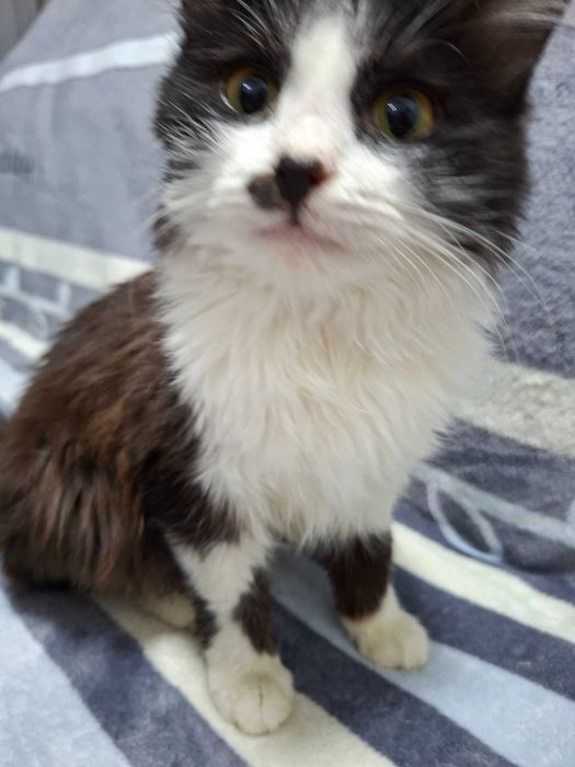 Отдам кота в добрые ,хорошие руки