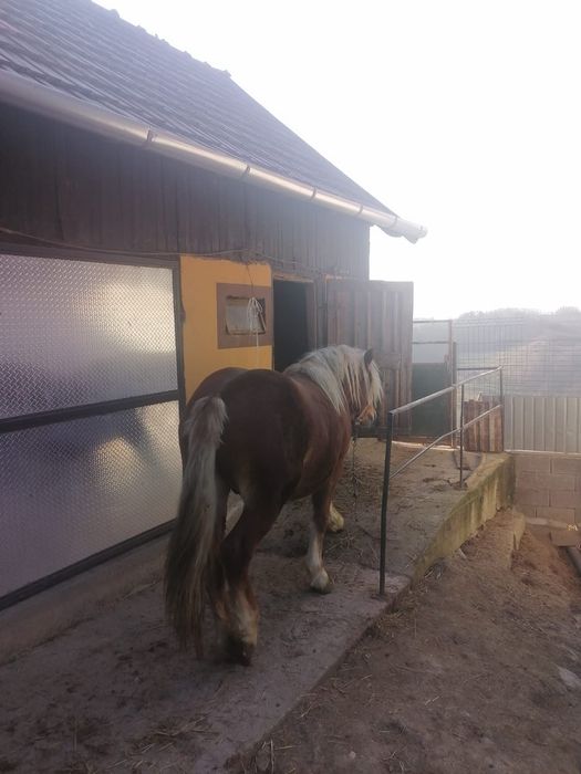 Vând harmasar,de 2ani și 8 luni,sau schimb