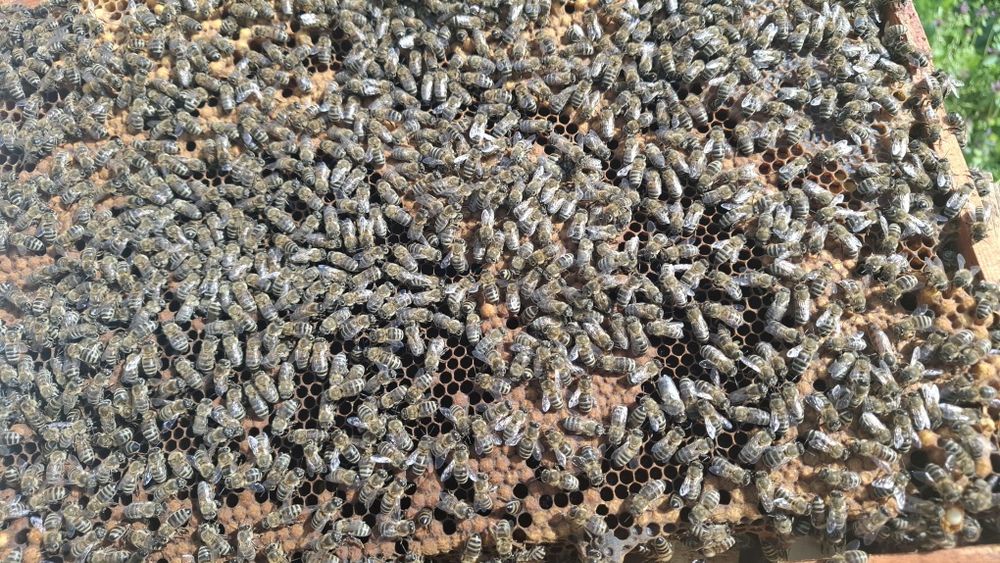 Stupi / familii albine Ceptura PH