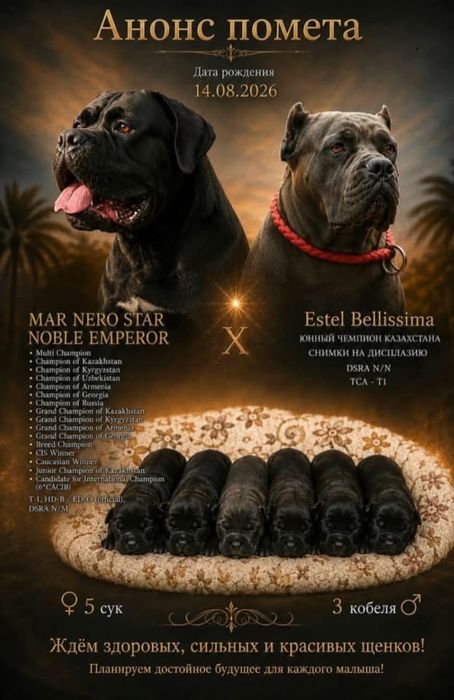 Кане корсо раннее бранирование !