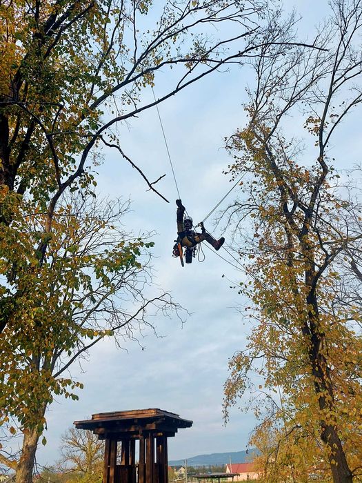 Toaletare Arbori / Taieri Copaci - Firma Certificat ISA– Bistrita