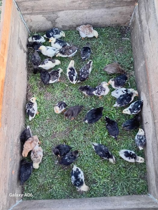Продам домашних цыплят