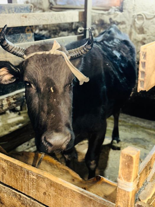 Сиыр сатылады, Қаскеленде