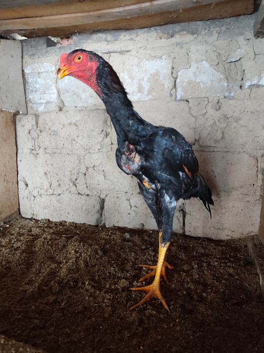 Дакан қораз дакан