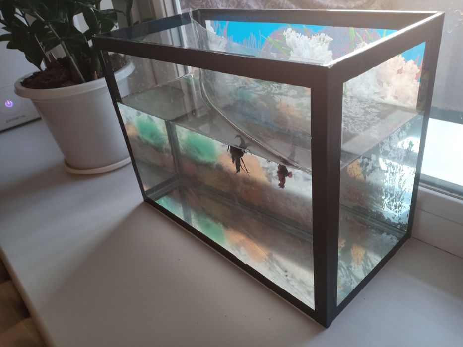 Рыбка-петушок, аквариум