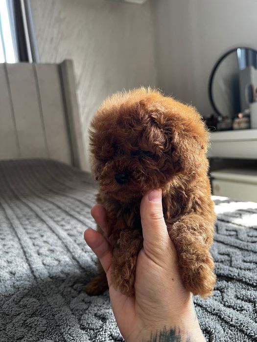 Пудел Teacup Toy