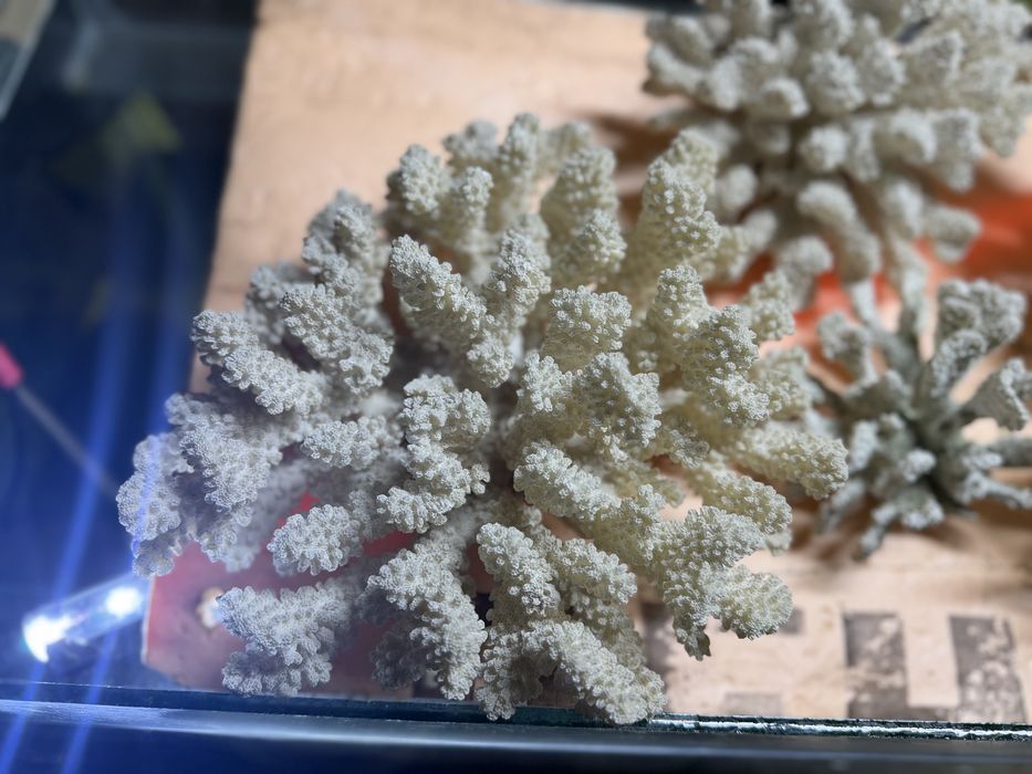 Кораллы морские для аквариума