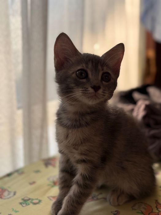 Отдам котенка девочку.В Добрые руки