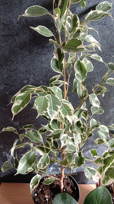 Комнатные растения от 2500